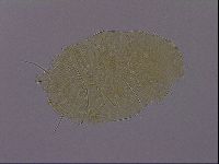 Echiniscus perarmatus image