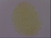 Echiniscus perarmatus image