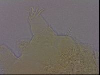 Echiniscus perarmatus image