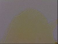 Echiniscus perarmatus image