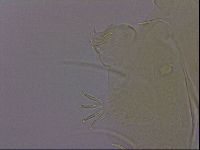 Echiniscus perarmatus image