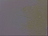 Echiniscus perarmatus image