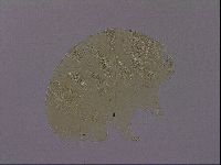 Echiniscus perarmatus image