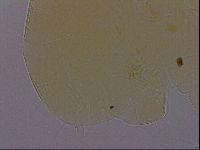 Echiniscus perarmatus image