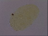 Echiniscus perarmatus image