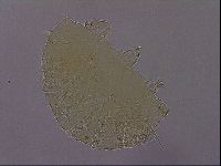Media resource of Echiniscus perarmatus