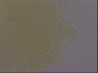 Echiniscus perarmatus image