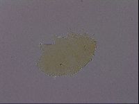 Echiniscus perarmatus image