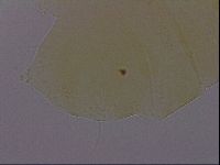 Echiniscus perarmatus image