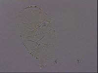 Echiniscus phocae image