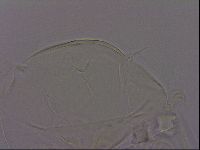 Echiniscus phocae image
