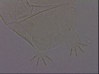 Echiniscus phocae image