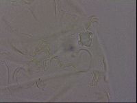 Echiniscus phocae image