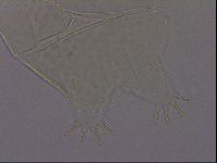 Echiniscus phocae image