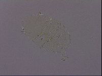 Echiniscus phocae image