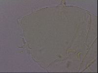 Echiniscus phocae image