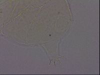 Echiniscus phocae image