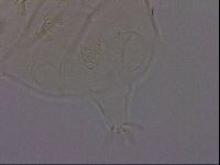 Echiniscus phocae image