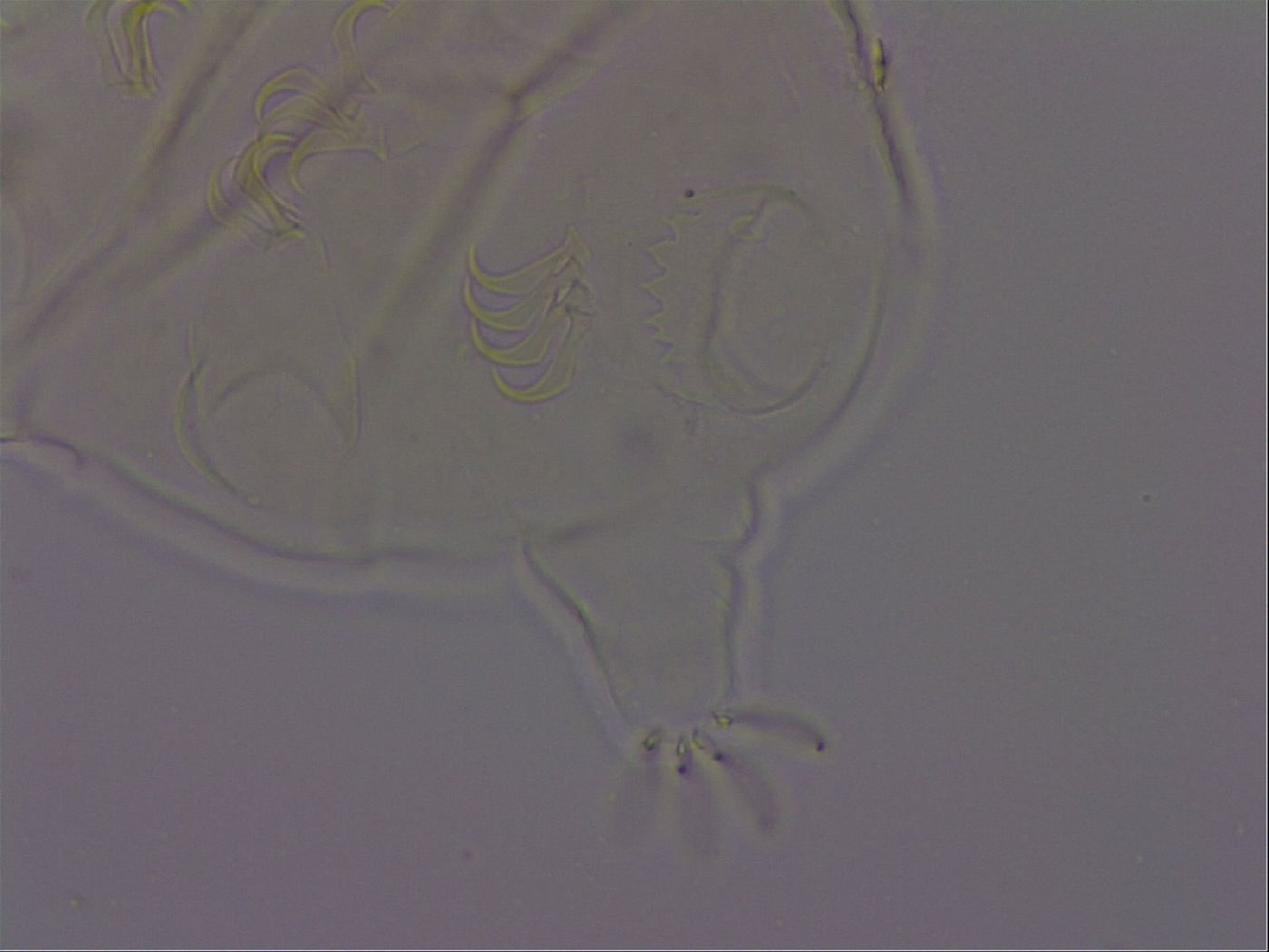 Echiniscus phocae image