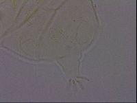 Echiniscus phocae image