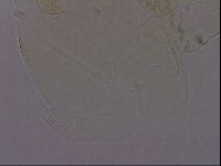 Echiniscus phocae image