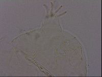 Echiniscus phocae image
