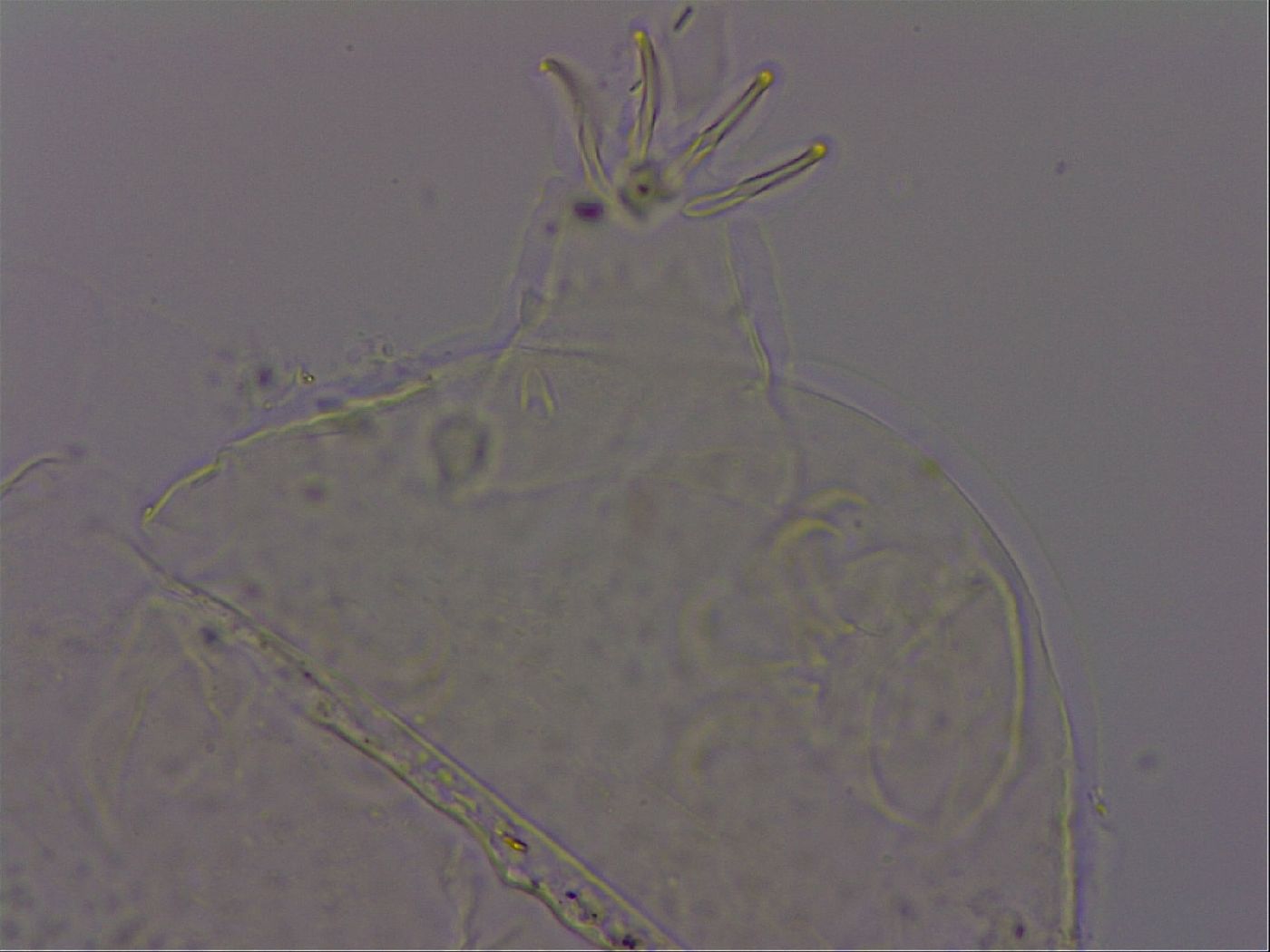 Echiniscus phocae image