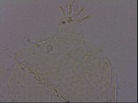 Echiniscus phocae image