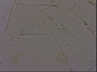 Echiniscus phocae image