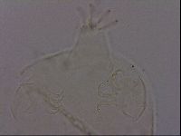 Echiniscus phocae image