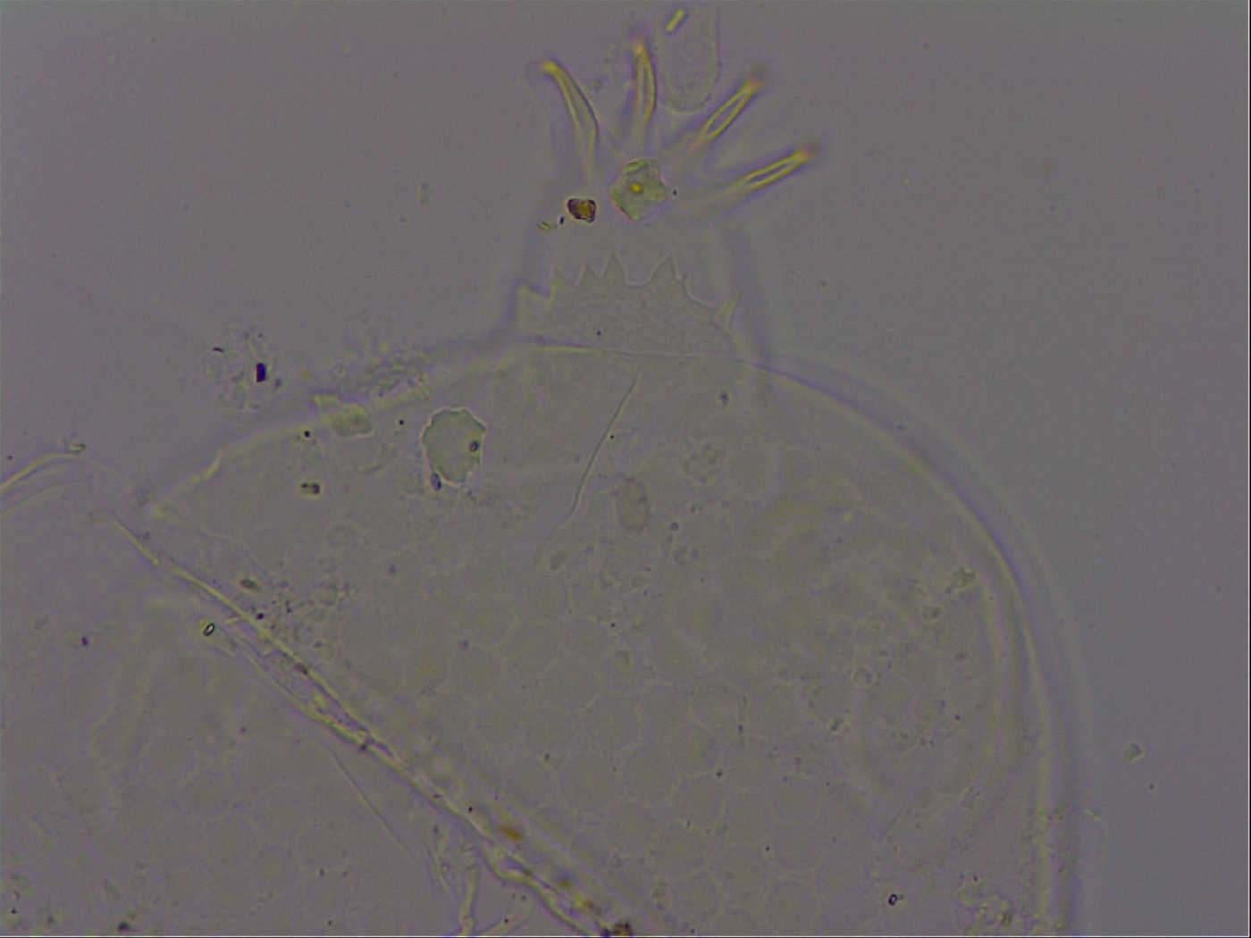 Echiniscus phocae image