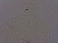 Echiniscus phocae image