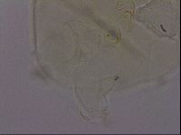Echiniscus phocae image