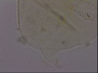Echiniscus phocae image