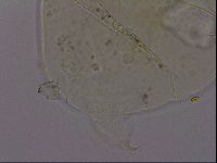 Echiniscus phocae image