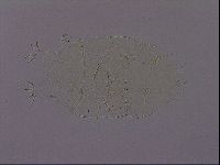 Echiniscus phocae image