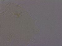 Echiniscus phocae image