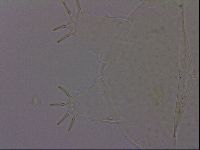 Echiniscus phocae image