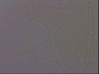 Echiniscus phocae image