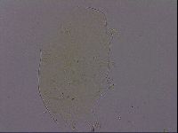 Echiniscus phocae image