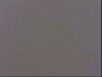 Echiniscus phocae image