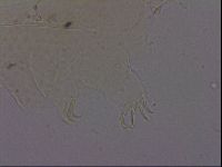 Echiniscus phocae image
