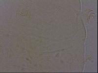 Echiniscus phocae image