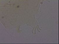 Echiniscus phocae image