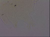 Echiniscus phocae image
