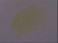 Echiniscus porabrus image