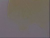 Echiniscus porabrus image