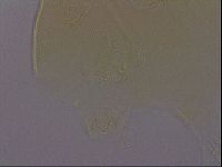 Echiniscus porabrus image