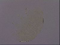 Echiniscus porabrus image