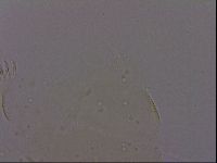 Echiniscus porabrus image